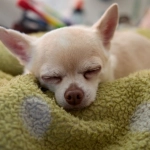 Программы лояльности казино без депозита и бонусные предложения