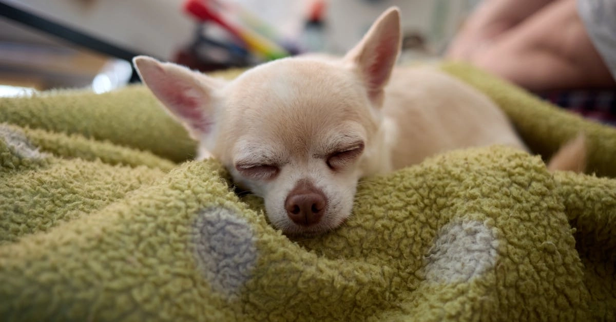 Программы лояльности казино без депозита и бонусные предложения