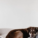 Философия момента в игровом слоте Dog House Megaways