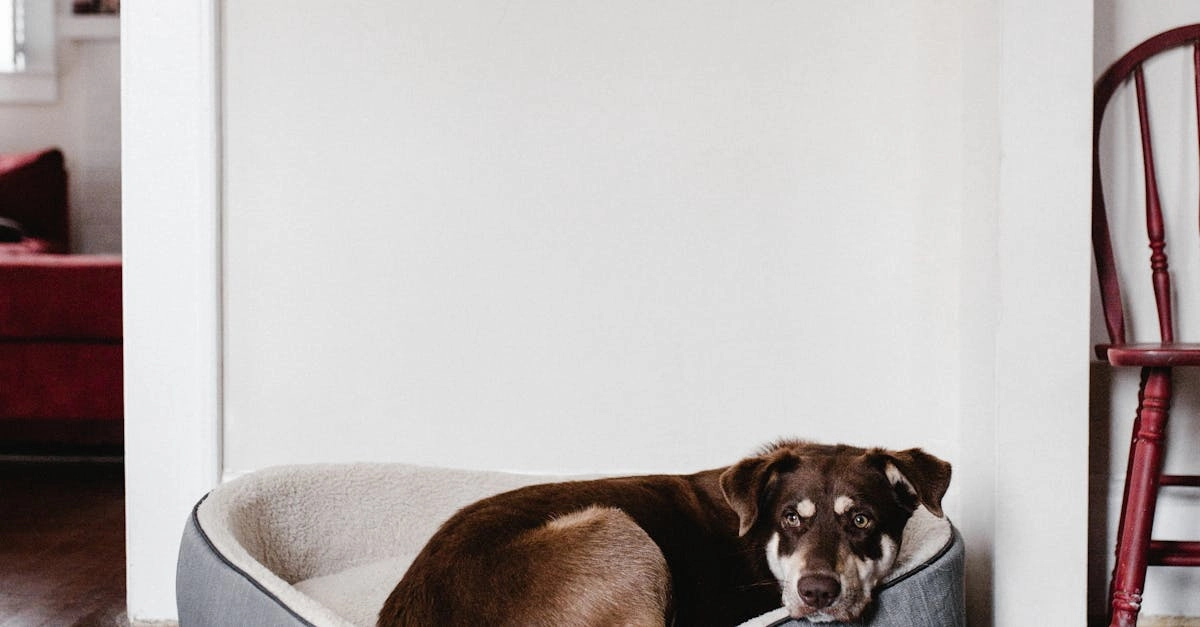 Философия момента в игровом слоте Dog House Megaways